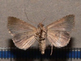 Plecoptera flaviceps
